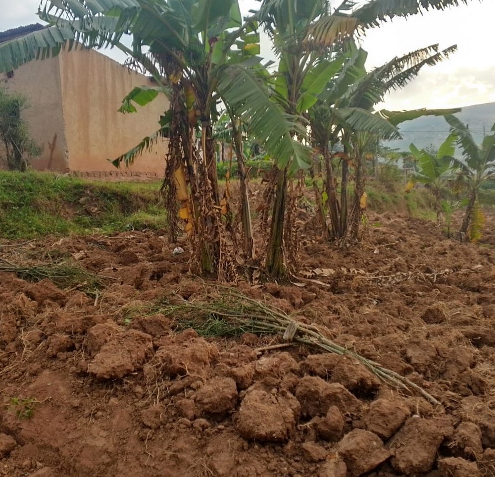 IKIBANZA CYIZA KININI KIGURISHWA I GASANZE-25M