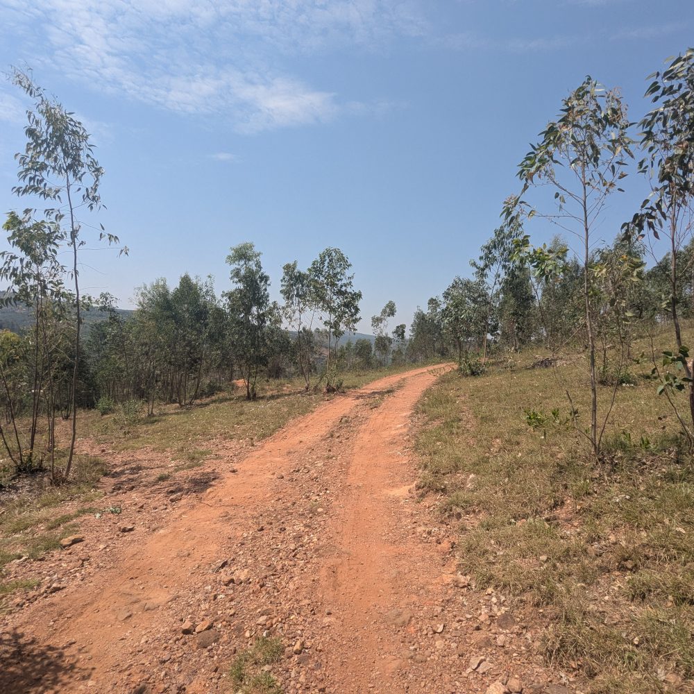 NYAKARIRO : Ishyamba riri ku CYAMUNARA// Hectare 1.5 // Miliyoni 50